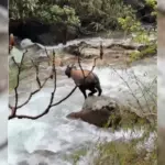 Mishmi Takin in Sikkim forest