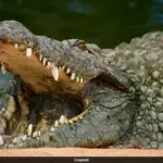 A brave rescuer pulls a young boy to safety from a crocodile pit at a UK zoo.