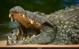 A brave rescuer pulls a young boy to safety from a crocodile pit at a UK zoo.