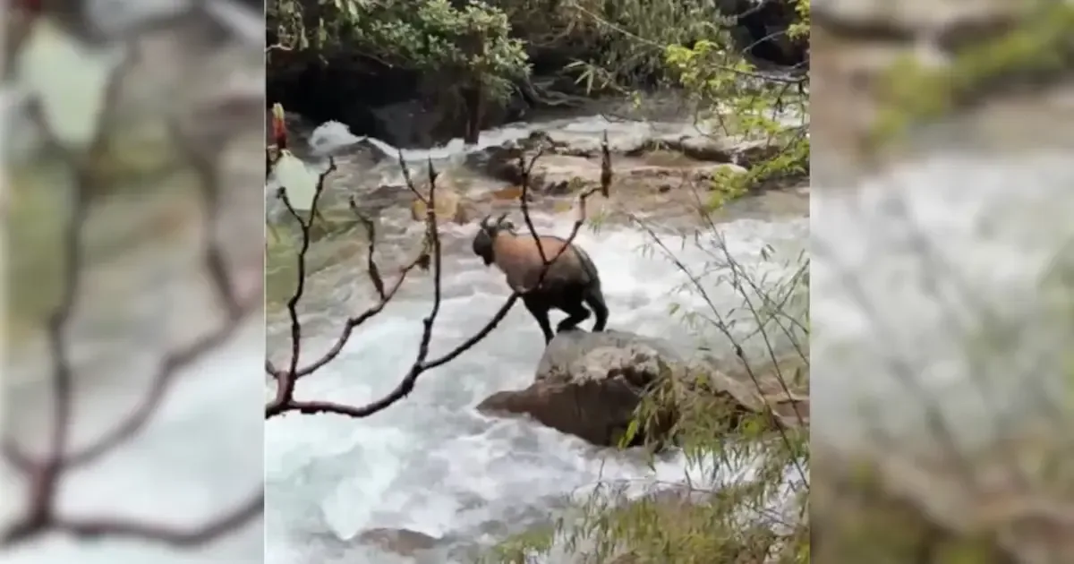 Mishmi Takin in Sikkim forest