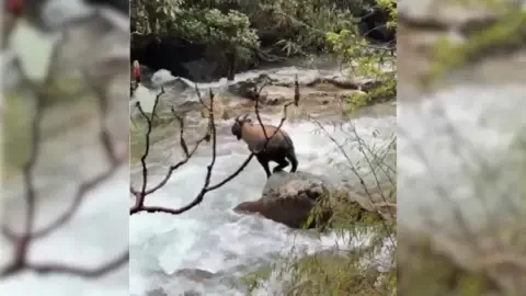 Mishmi Takin in Sikkim forest