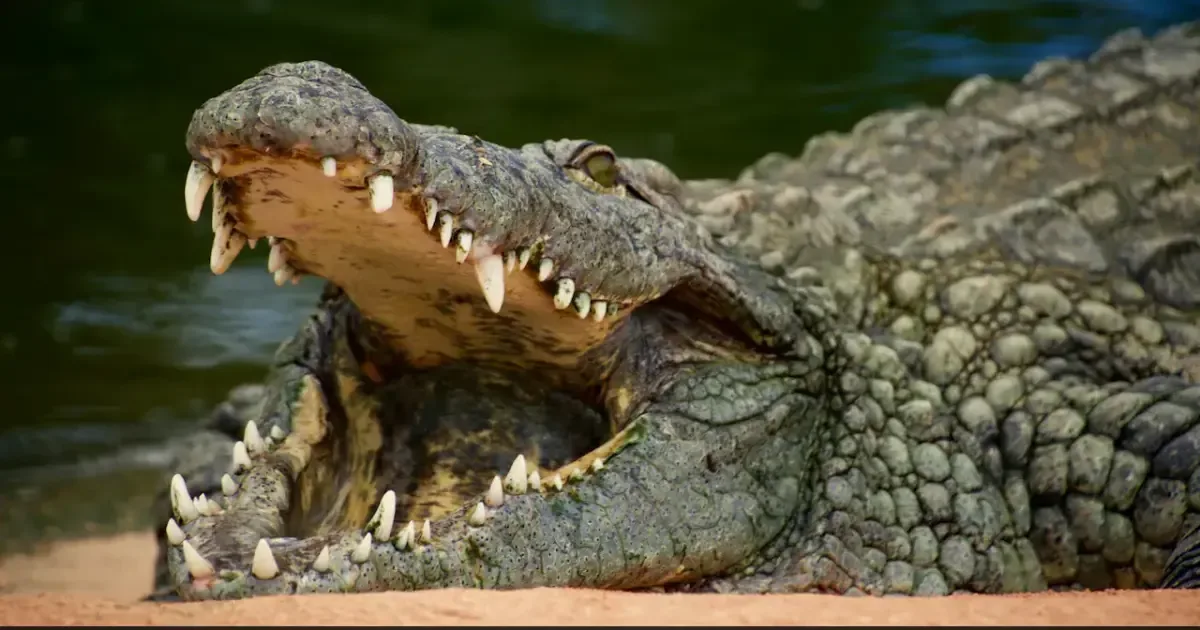A brave rescuer pulls a young boy to safety from a crocodile pit at a UK zoo.