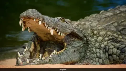 A brave rescuer pulls a young boy to safety from a crocodile pit at a UK zoo.